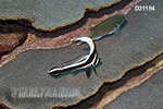 Spotted Drum (Equetus punctatus)